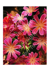 Photography Print 11