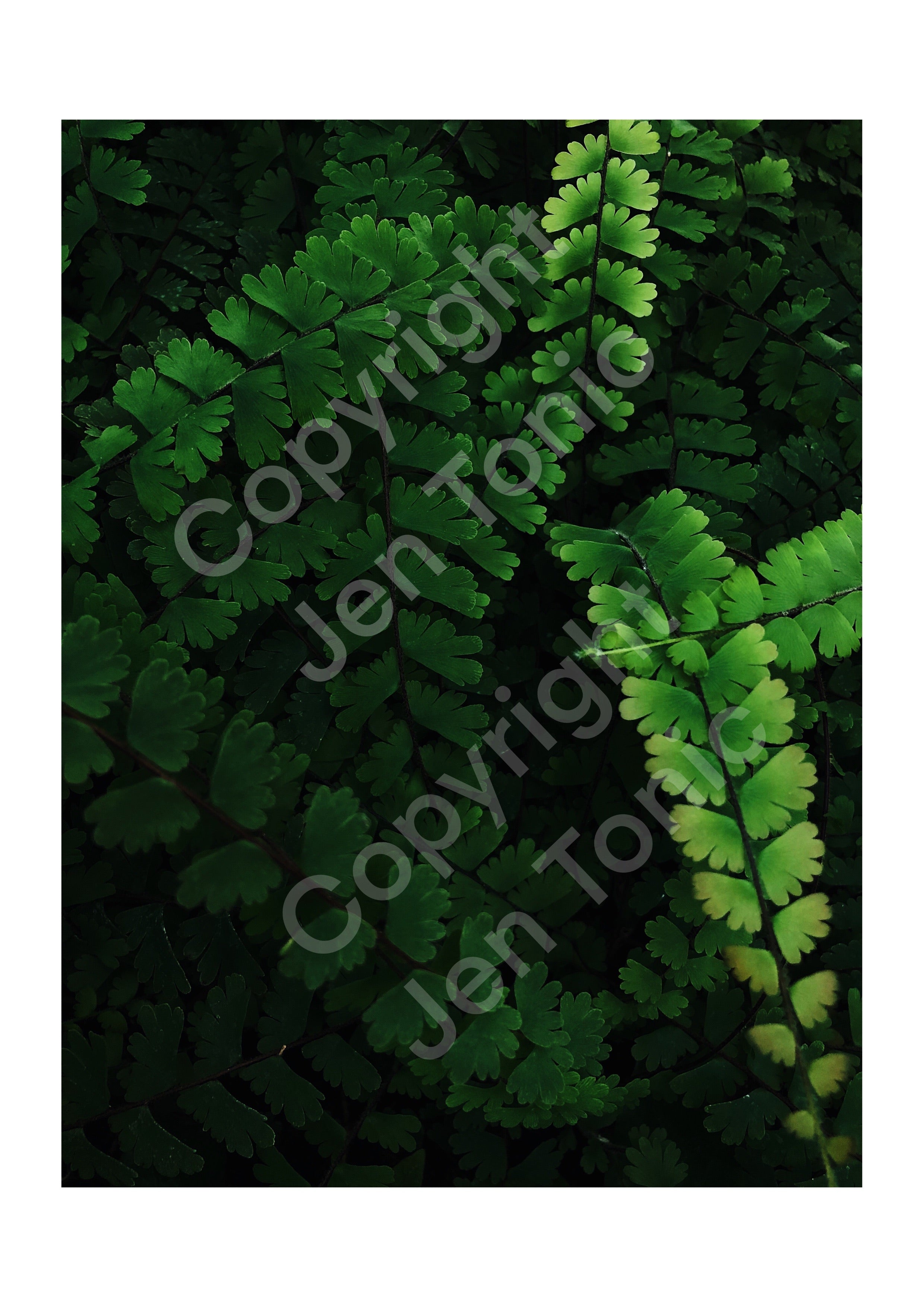 Photography Print 3