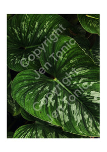 Photography Print 12